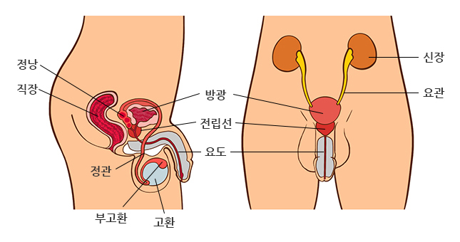 전립선 질환이란